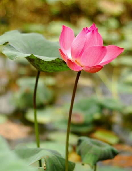 fleur